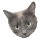 @gnatto_